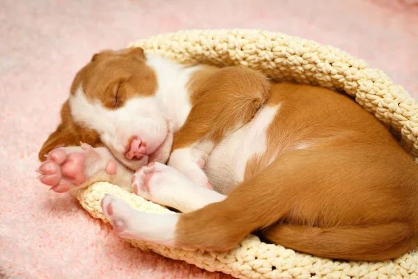 Cagnolino — Foto Stock