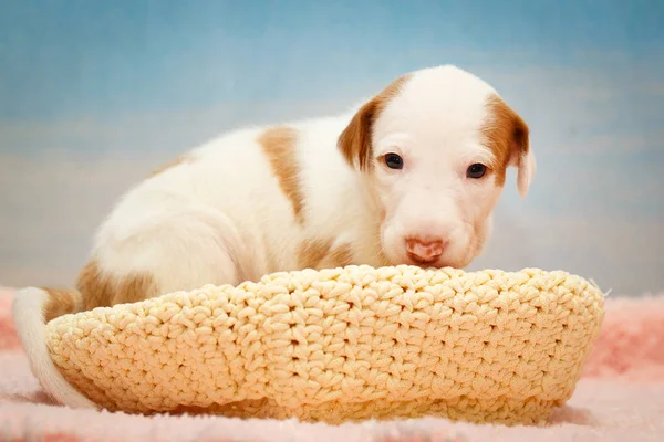 Piesek puppy — Zdjęcie stockowe
