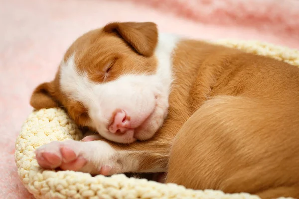Little puppy dog — Stock Photo, Image