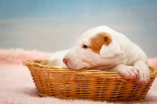 Cachorrinho pequeno cão — Fotografia de Stock