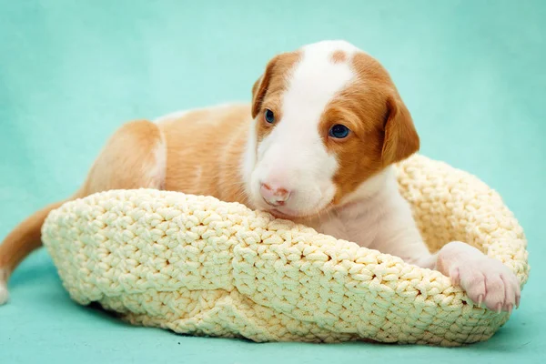 Lilla hundvalp — Stockfoto