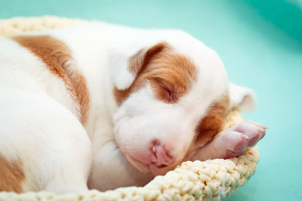 Cagnolino — Foto Stock