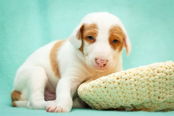 Lilla hundvalp — Stockfoto