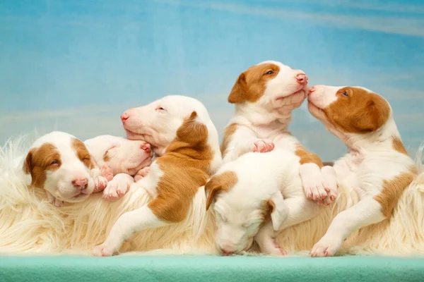 Cachorrinho pequeno cão — Fotografia de Stock