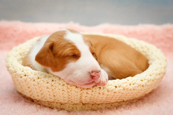 Cagnolino — Foto Stock