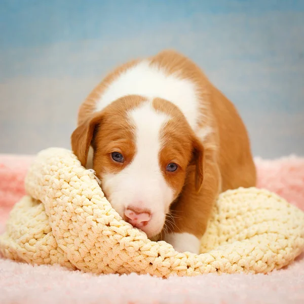 Lilla hundvalp — Stockfoto