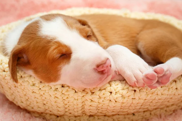 Cagnolino — Foto Stock