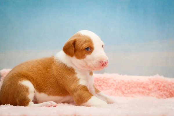 Маленький щеночек — стоковое фото
