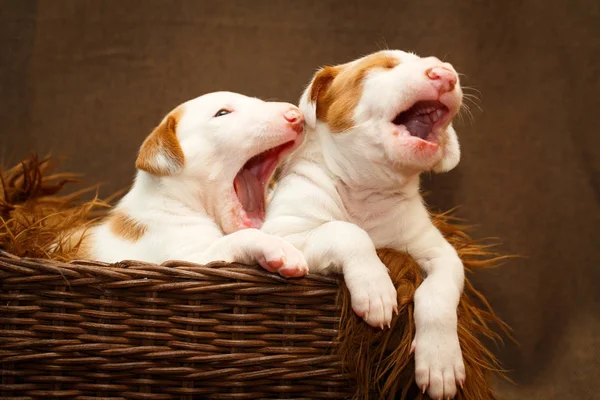 Cachorrinho pequeno cão — Fotografia de Stock