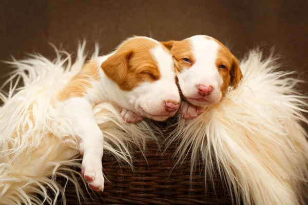 Puppy hondje — Stockfoto