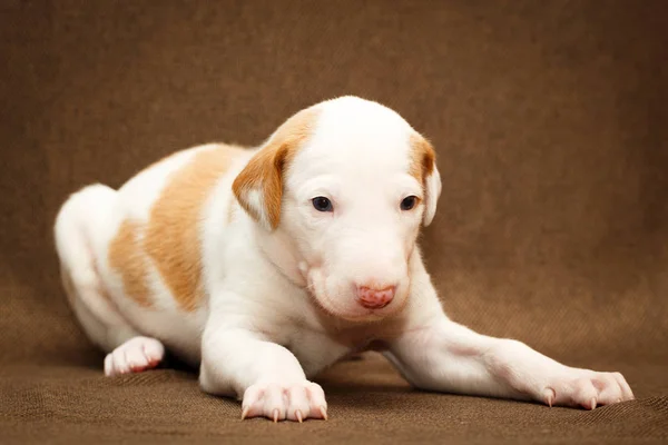 Lilla hundvalp — Stockfoto