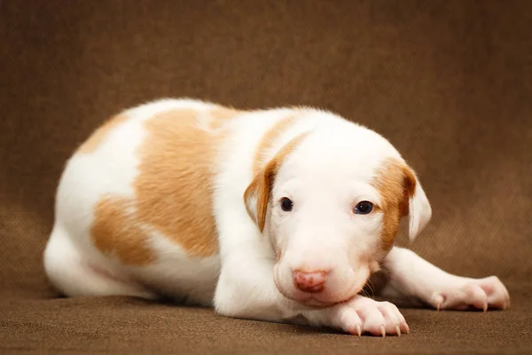 Cagnolino — Foto Stock