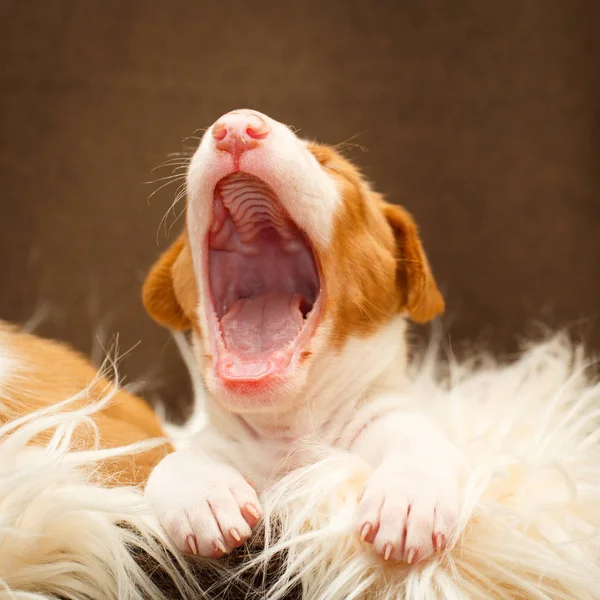 Cachorrinho pequeno cão Imagens De Bancos De Imagens Sem Royalties