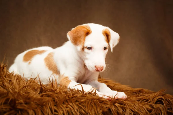 Küçük hayvan köpek — Stok fotoğraf