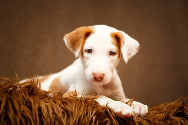 Kleine dierlijke hond — Stockfoto