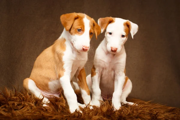 Perro pequeño animal — Foto de Stock