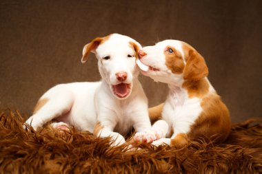 küçük hayvan köpek