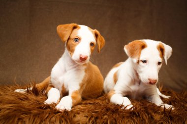 küçük hayvan köpek