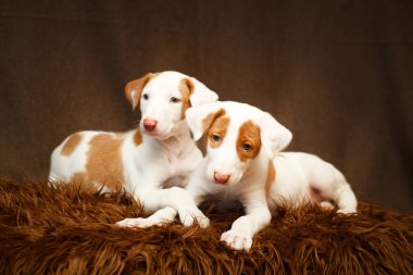 küçük hayvan köpek