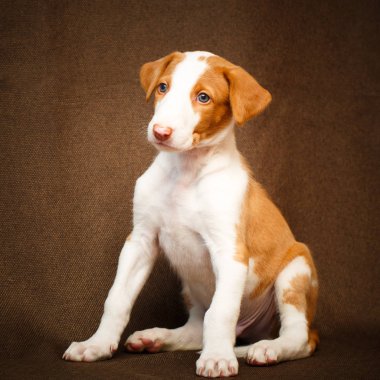 küçük hayvan köpek