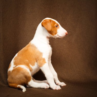 küçük hayvan köpek