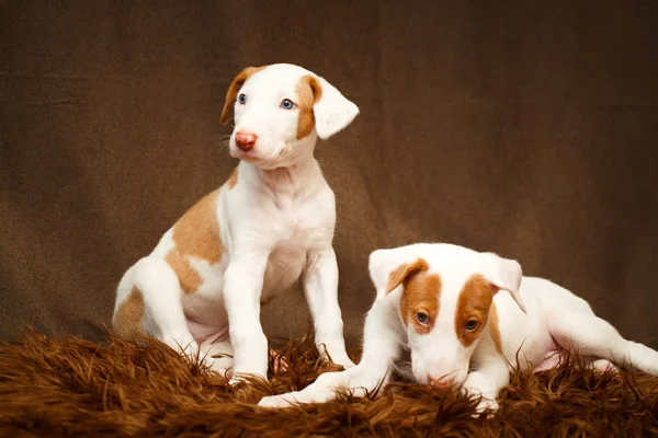 Små djur hund — Stockfoto