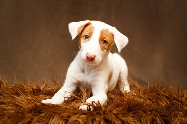 Cane piccolo animale — Foto Stock