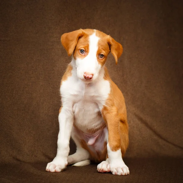 Små djur hund — Stockfoto