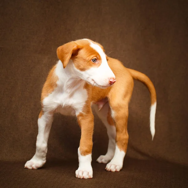 Kleine dierlijke hond — Stockfoto