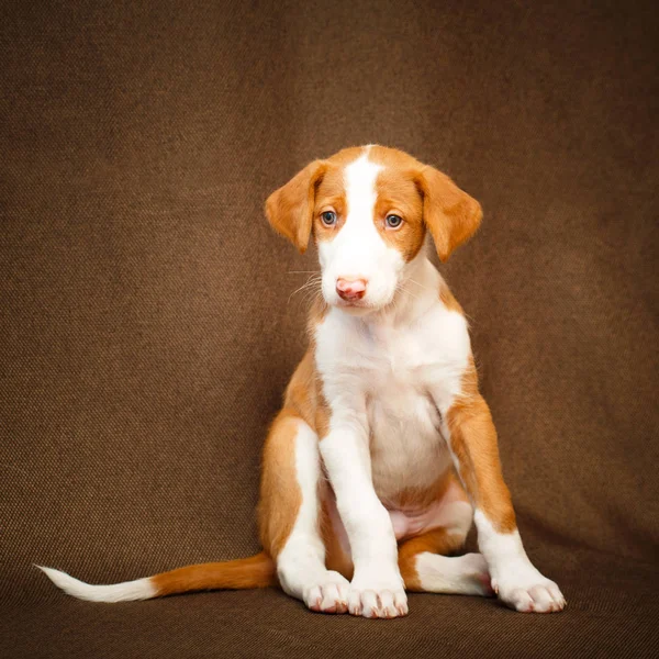 Pequeno cão animal — Fotografia de Stock