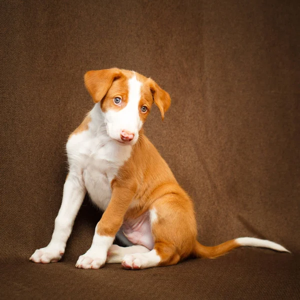 Cane piccolo animale — Foto Stock