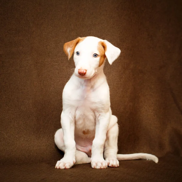 小型動物犬 — ストック写真