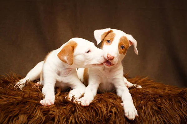 Pequeno cão animal Imagens De Bancos De Imagens Sem Royalties