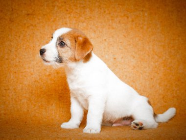küçük hayvan köpek