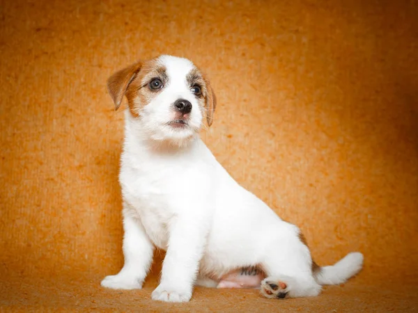 小型動物犬 — ストック写真