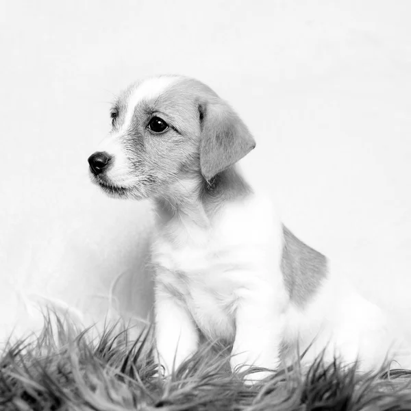 Kis állat-kutya — Stock Fotó