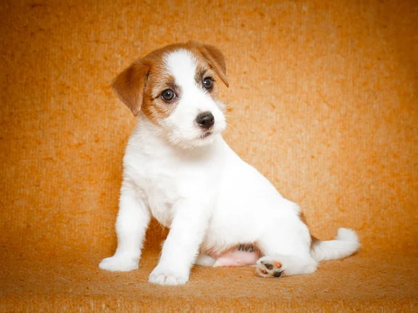 Μικρό ζώο σκυλί — Φωτογραφία Αρχείου