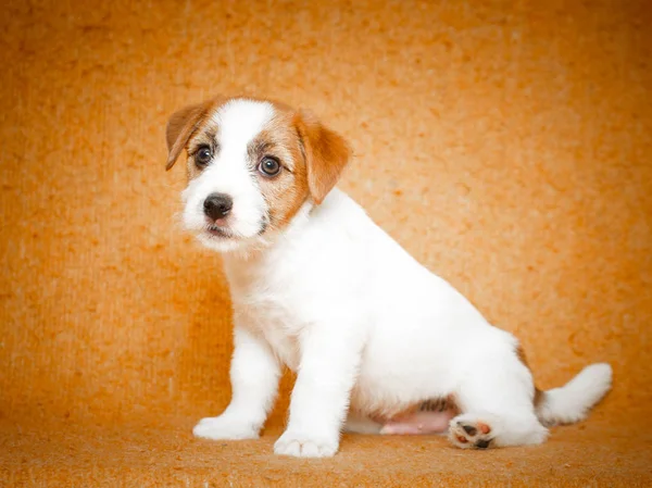 Perro pequeño animal —  Fotos de Stock
