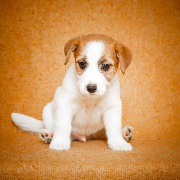 Cane piccolo animale — Foto Stock