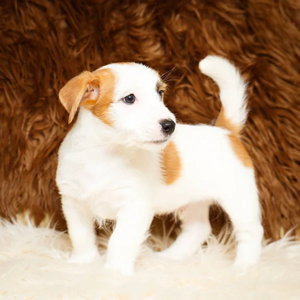 Perro pequeño animal — Foto de Stock