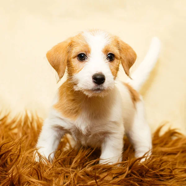 小型動物犬 — ストック写真