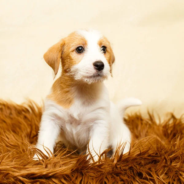 Small animal dog — Stock Photo, Image