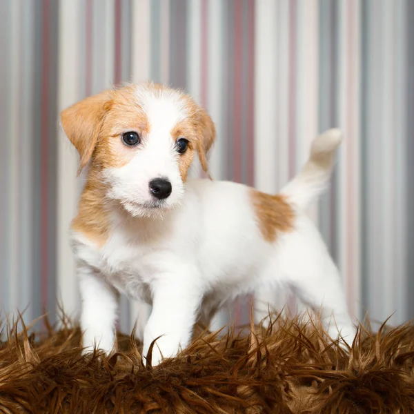 小型動物犬 — ストック写真