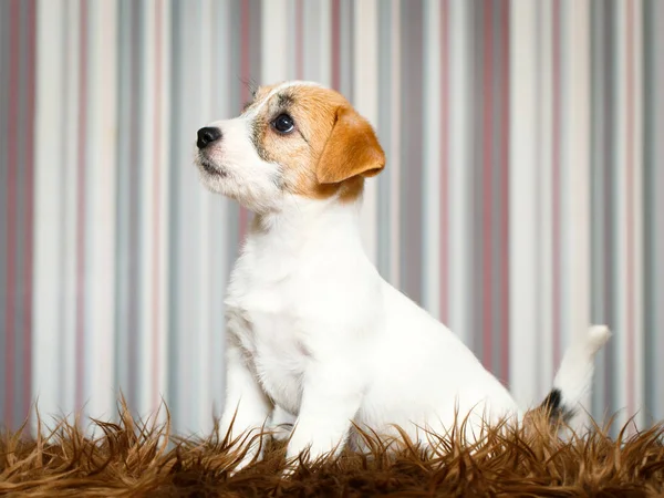 小型動物犬 — ストック写真