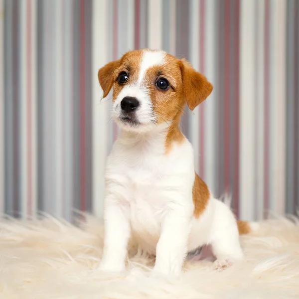 Malé zvíře pes — Stock fotografie