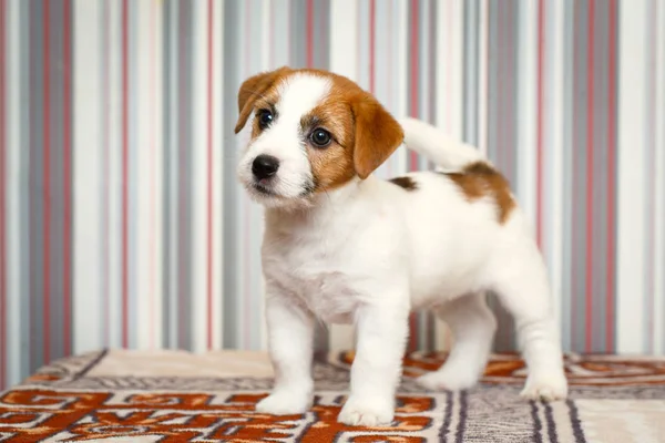 Małe zwierzęta pies — Zdjęcie stockowe