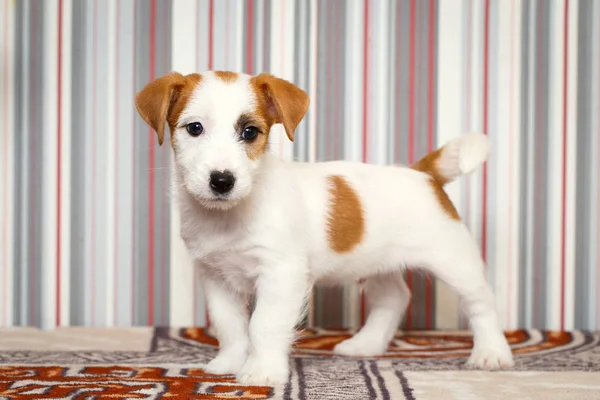 Malé zvíře pes — Stock fotografie