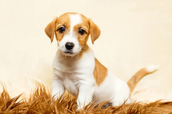 Pequeno cão animal Fotos De Bancos De Imagens