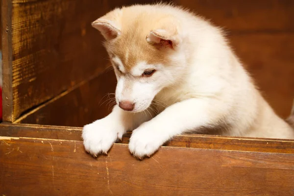 Kleintierhund — Stockfoto