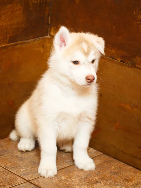 Cane piccolo animale — Foto Stock